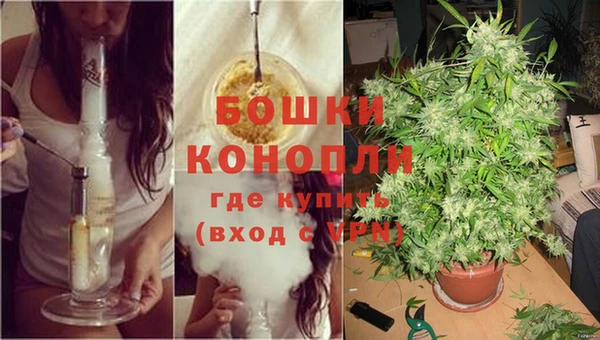 индика Аркадак
